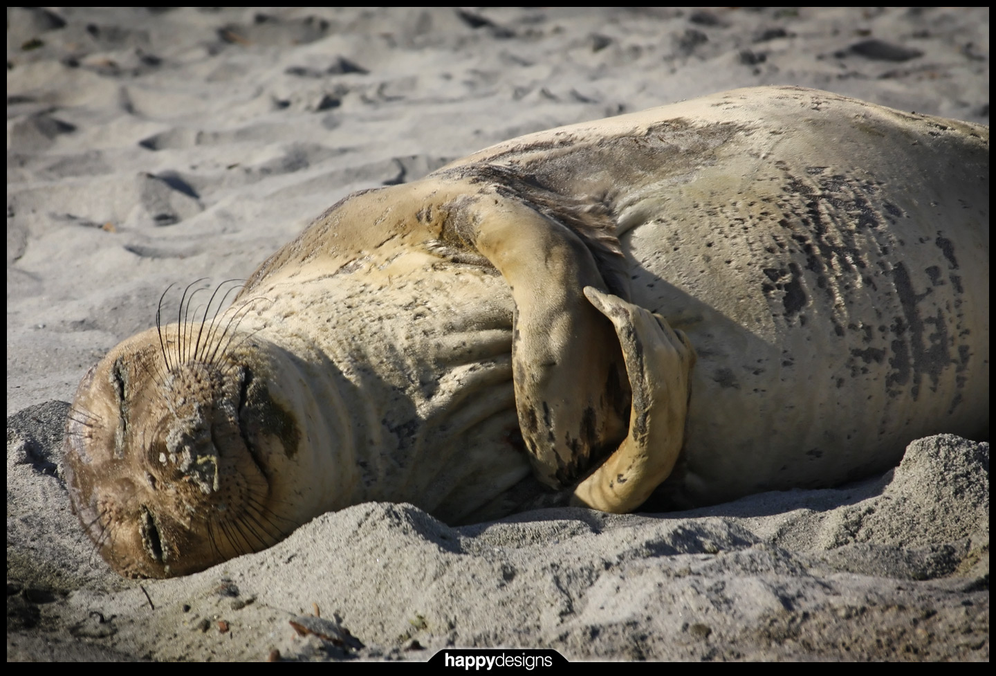 20090213 - Gyro seal is happy