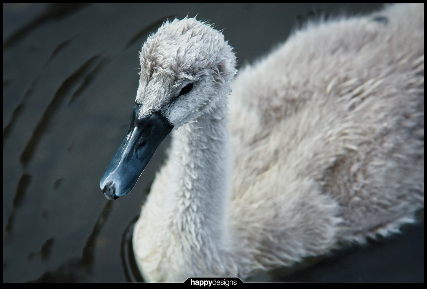 20110705 - swan baby