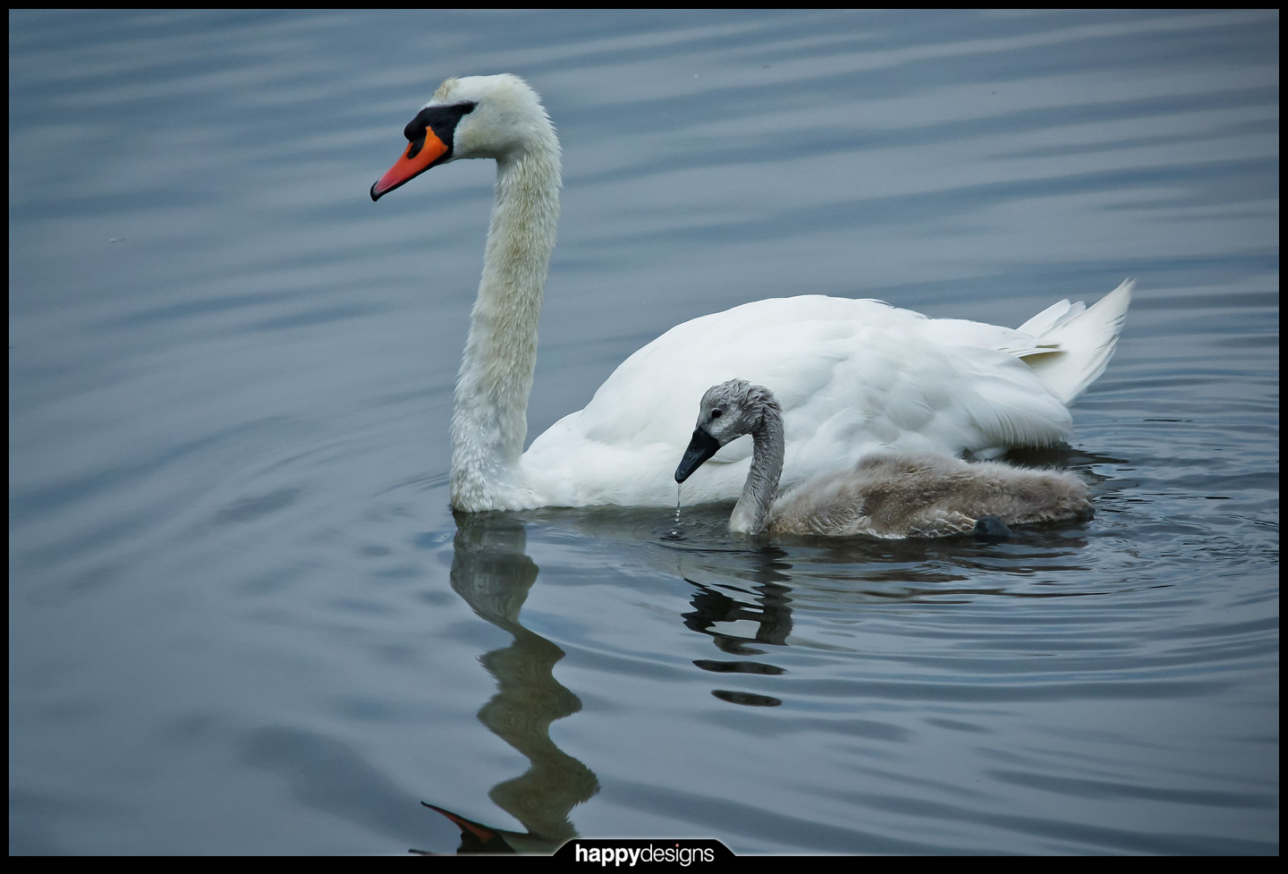 20110705 - swan love