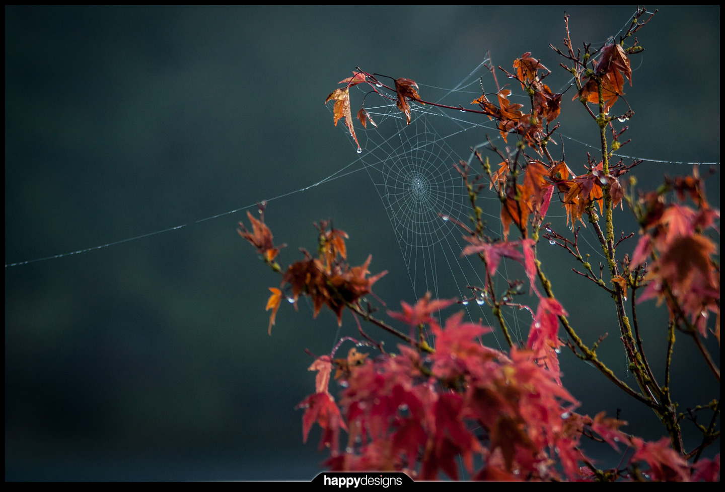 20121015 - misty morning spiderwebs-0001
