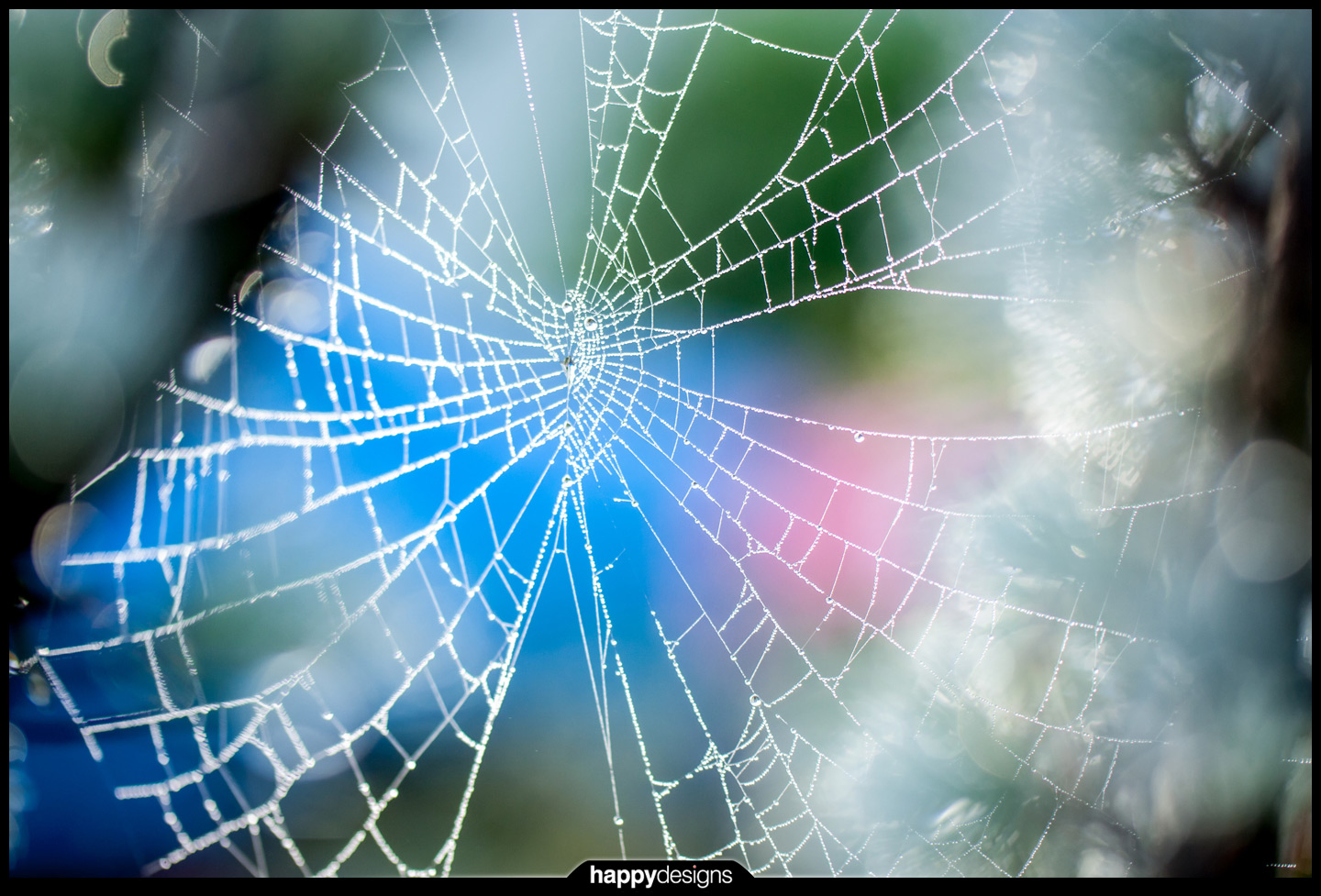 20121015 - misty morning spiderwebs-0004
